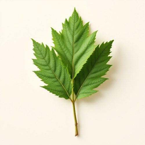 Estratto di Iperico fiori gialli su sfondo neutro