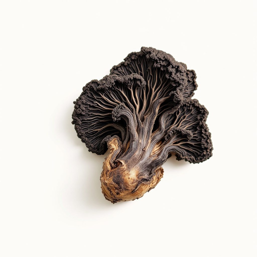Chaga mushroom