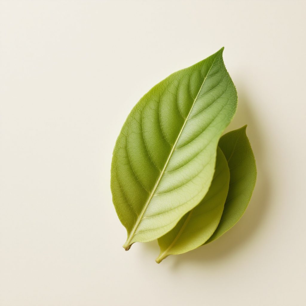 Extracto de hoja de olivo