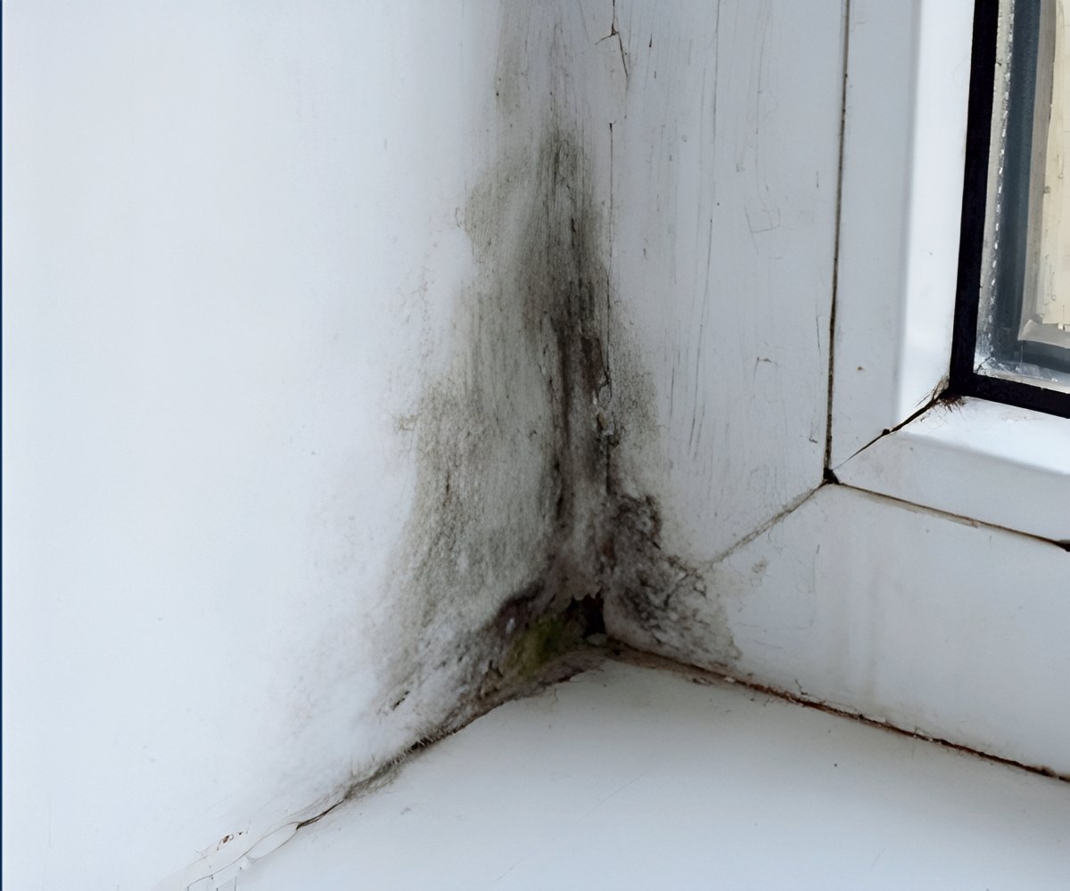 Starlyf Mold Erase 2x1 a 49,99€ packshot