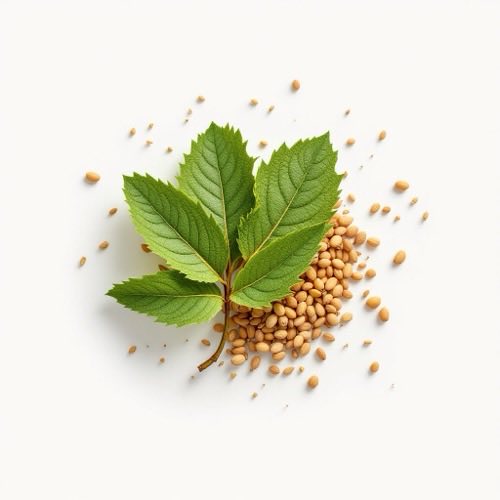 Knoblauch in natürlicher Form