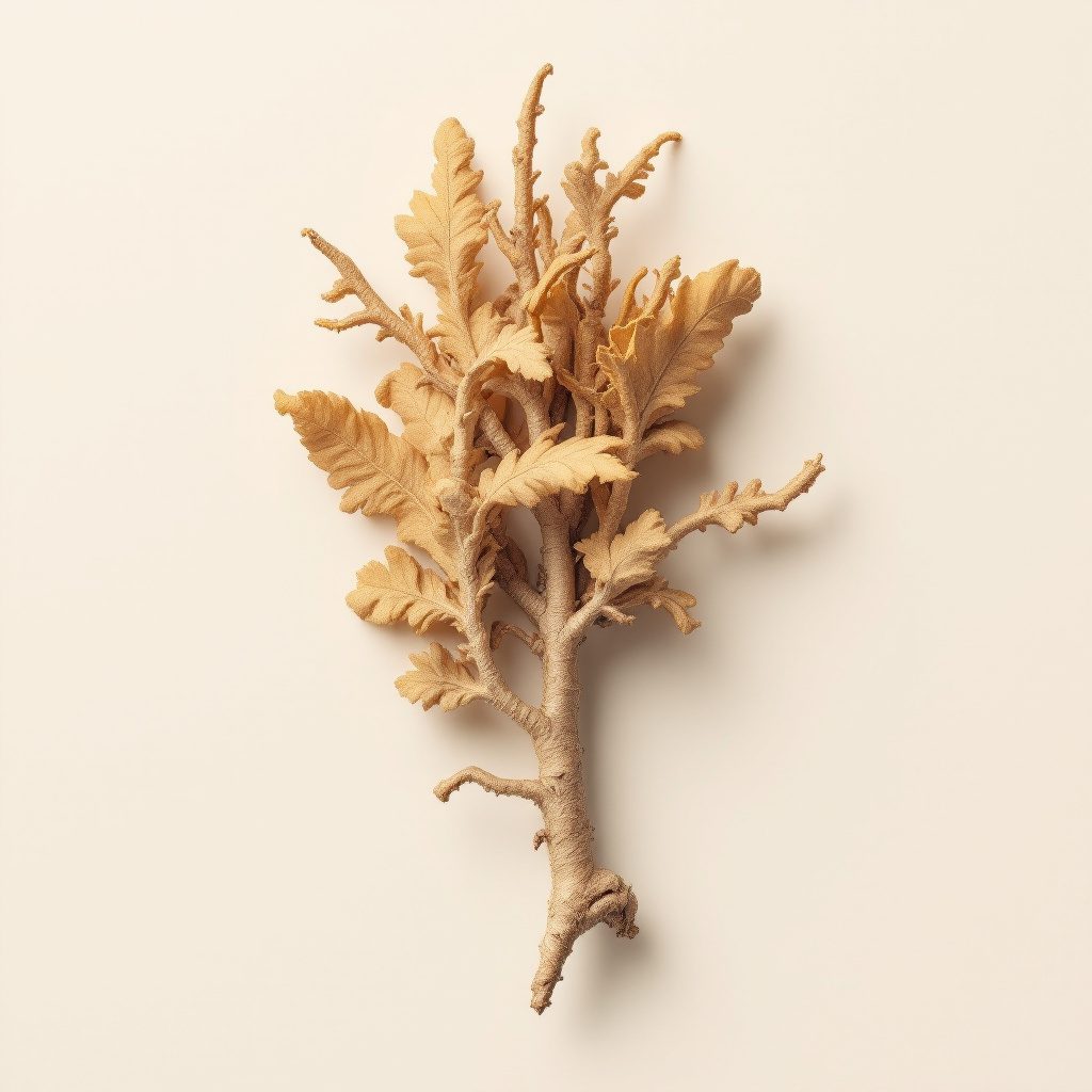 Rhodiola rosea rødder i bjerglandskab