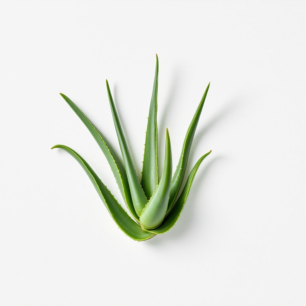 Výťažok z aloe vera