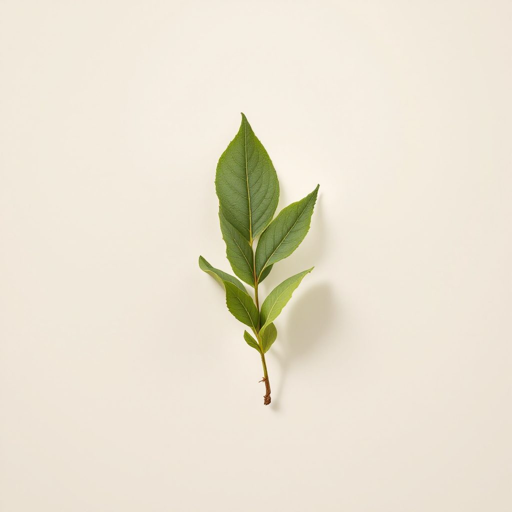 Qizil ildiz ekstrakti