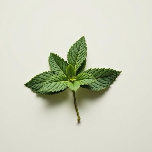 Hojas de menta fresca sobre fondo neutro