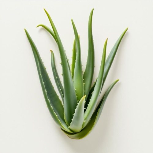 Aloe Vera Pflanze mit frischen Blättern