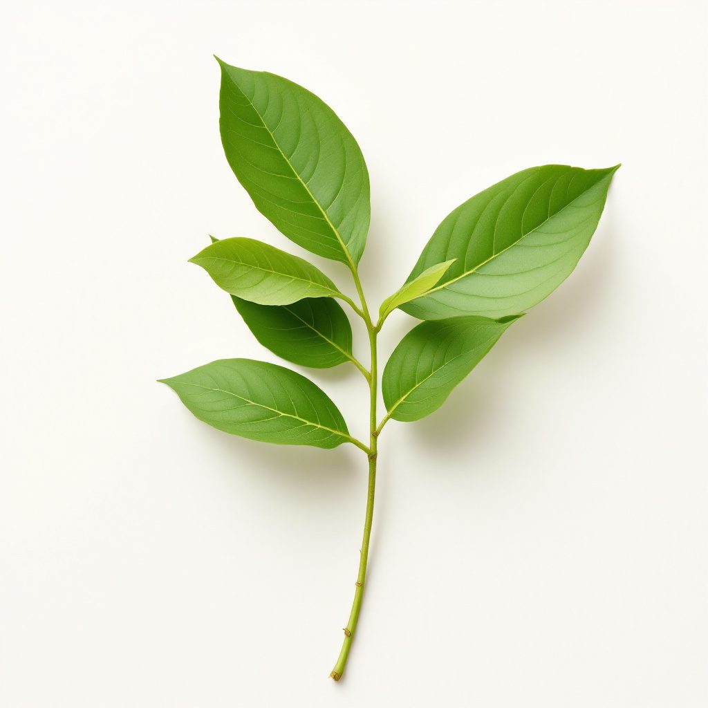 Gymnema sylvestre – natürliche Pflanze