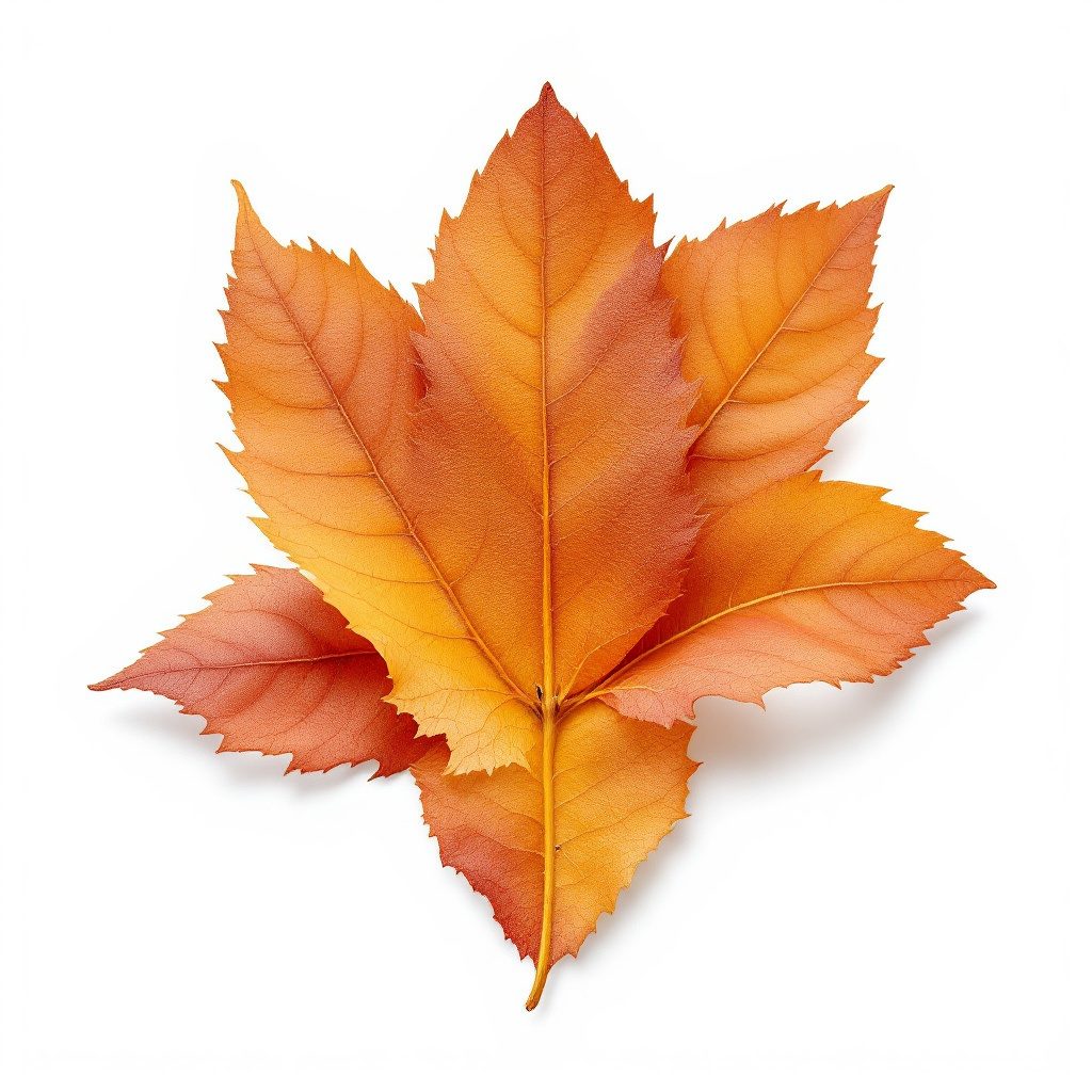 Witch hazel ingredient