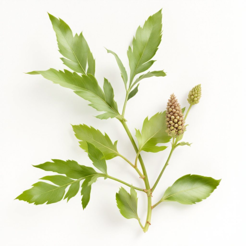 Wormwood herb