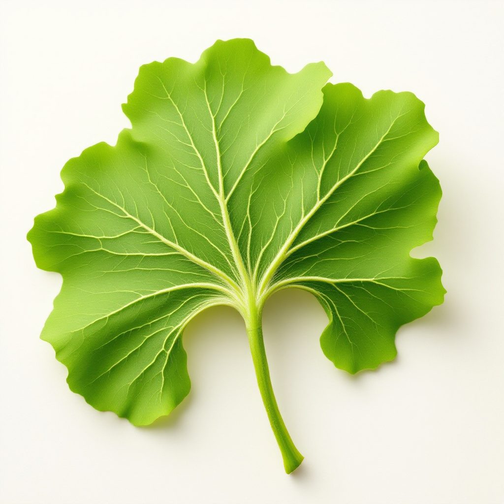 Ginkgo biloba leaf