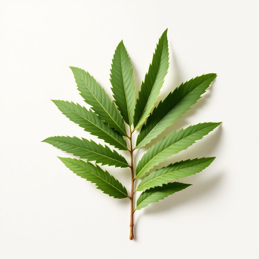 Saw Palmetto