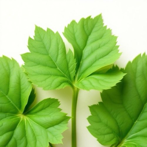 Centella asiática hojas