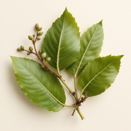 Extracto de manzanilla en forma natural