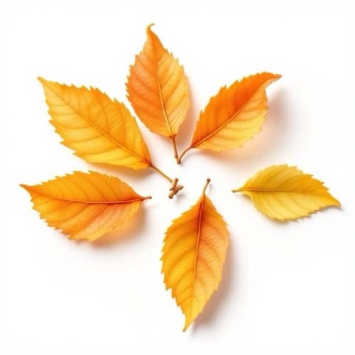 Hojas de hamamelis virginiana en su estado natural