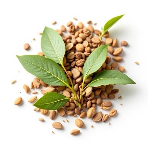 Ruscus aculeatus tallos