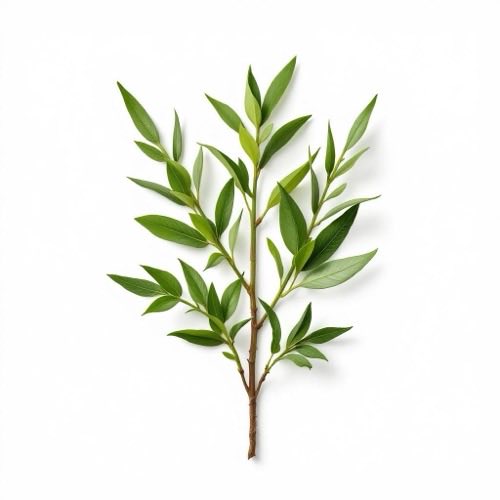 Εκχύλισμα Serenoa repens (Saw Palmetto) - ώριμοι καρποί φοίνικα