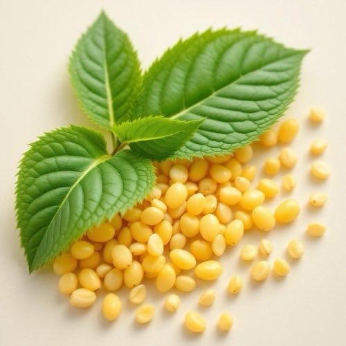 Arnika – traditionelle Heilpflanze mit gelben Blüten