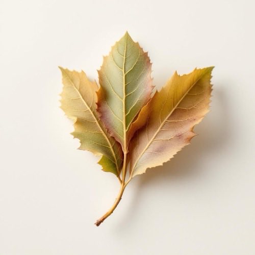 Birkenblätter natürliche Pflanze