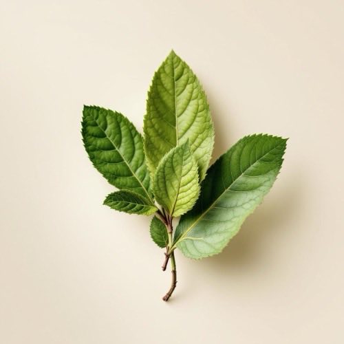 Frische Brennnesselblätter in natürlicher Umgebung