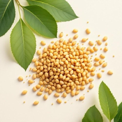 Goldrutenpflanze mit gelben Blüten