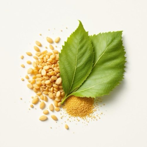 Löwenzahnwurzel und -blätter auf neutralem Untergrund