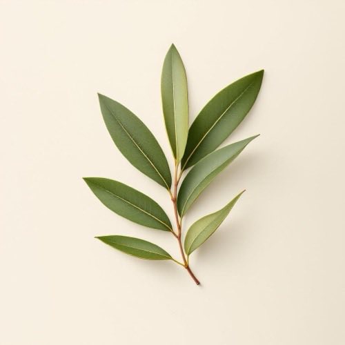 Olivenblätter und Oliven