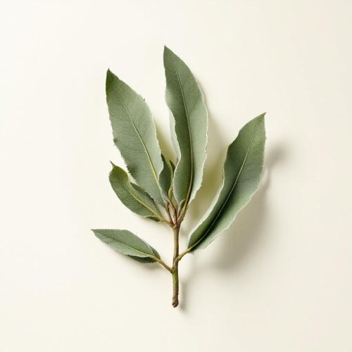 Sägepalmenbeeren-Extrakt