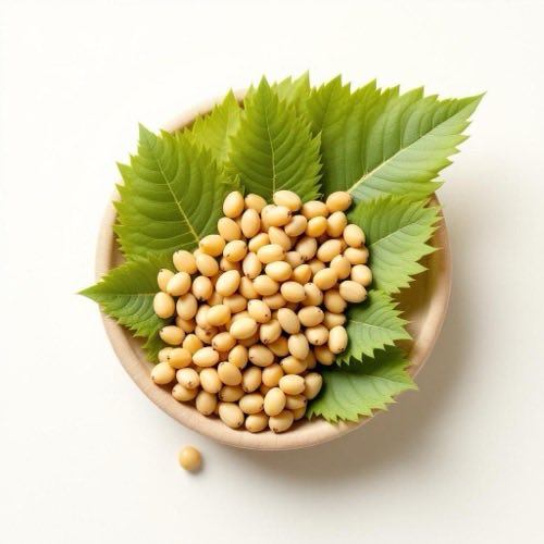 Saw Palmetto Früchte