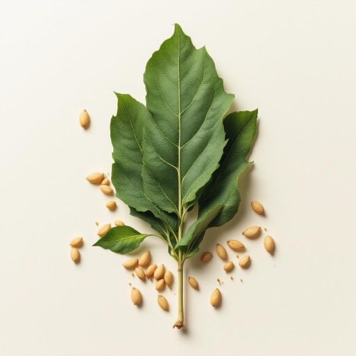 Yu-Gi-Oh! Noble Knight Ritter Karte