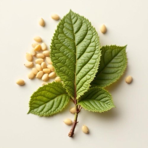 Zimt Rinde und Stäbchen