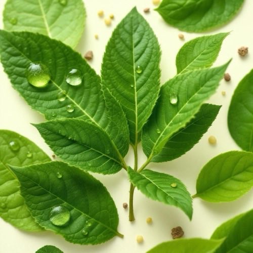 Extracto de té verde en hojas naturales sobre fondo neutro