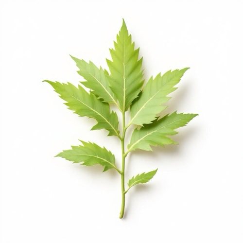 Flores de árnica montana