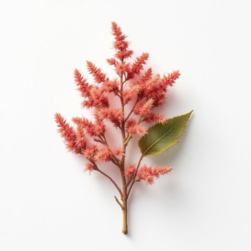 Flores de Epilobium parviflorum en pradera natural