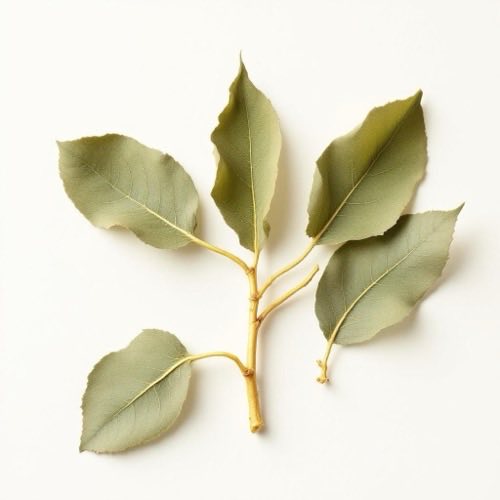 Ginseng siberiano planta medicinal