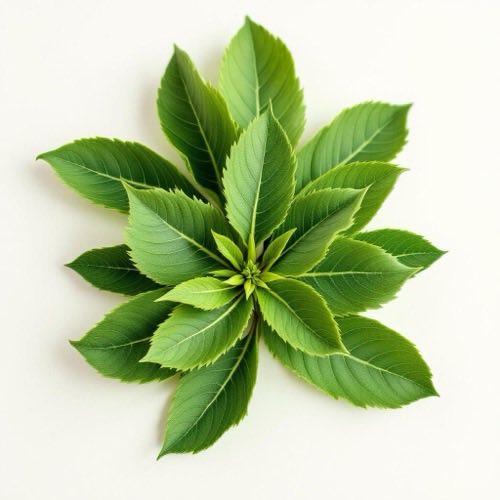 Hojas de ortiga verde fresca