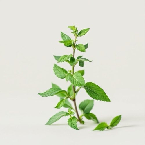 Hojas de salvia en entorno natural