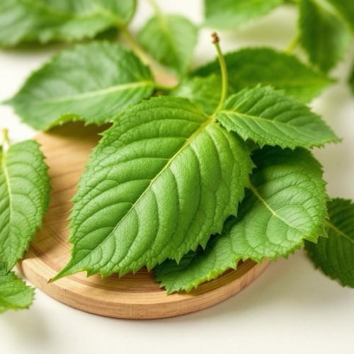 Raíz de ortiga en entorno natural