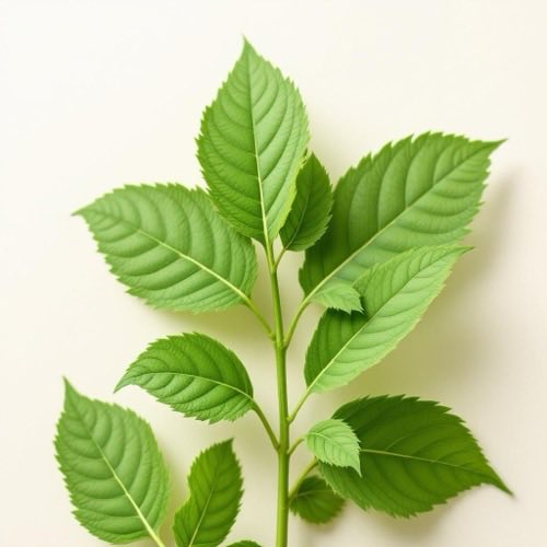 Zelena kava - sirovi zeleni kavovi zrni