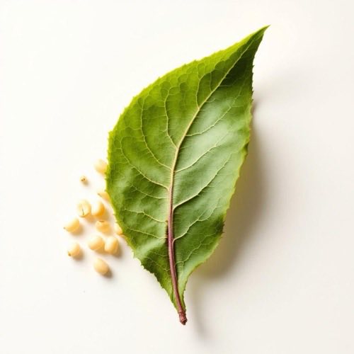 B6-vitamin piridoxin