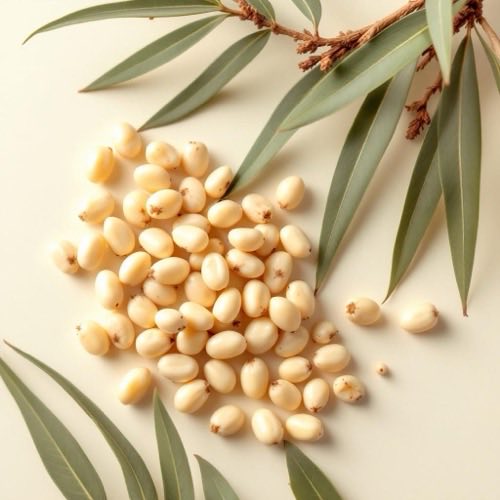 Saw Palmetto gyümölcs