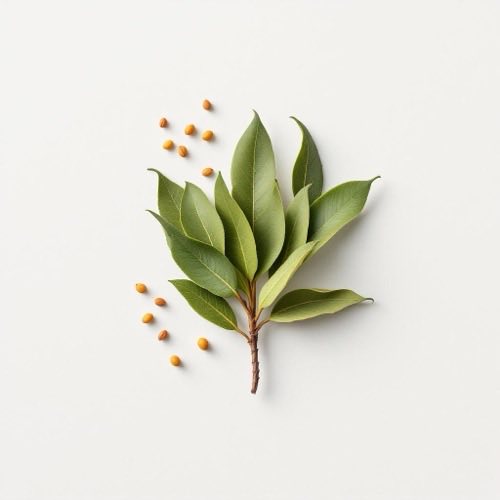 Estratto di Melaleuca Alternifolia (Tea Tree) in natura