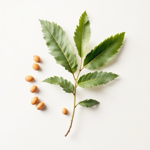 Estratto di Ortosiphon stamineus foglie di gatto d'acqua