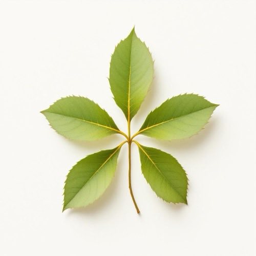 Fiori di Tribulus terrestris, pianta medicinale