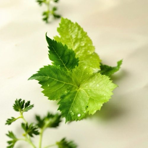 Momordica charantia melone amaro estratto