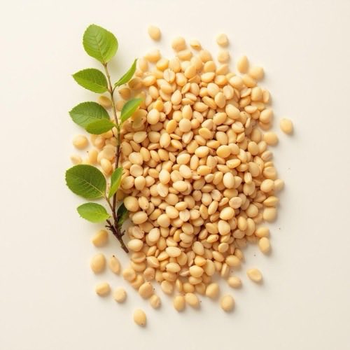 Olio essenziale di Eucalipto foglie su sfondo neutro