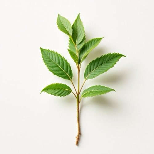 Ortica, Urtica dioica, foglie di ortica su sfondo neutro