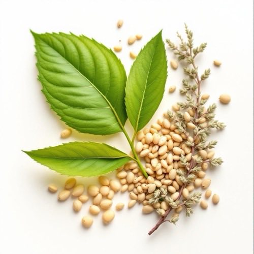 Semi di lino pianta e olio naturale