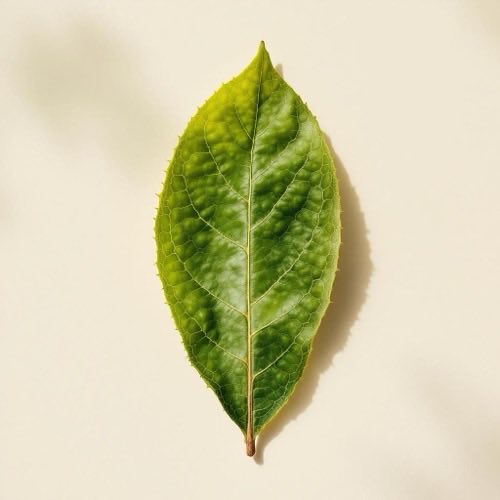 Semi di pompelmo essiccati