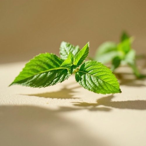 Urtica dioica, ortica, foglie di ortica