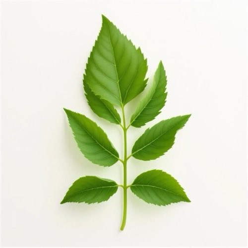 Eukalipto lapai natūralus ingredientas